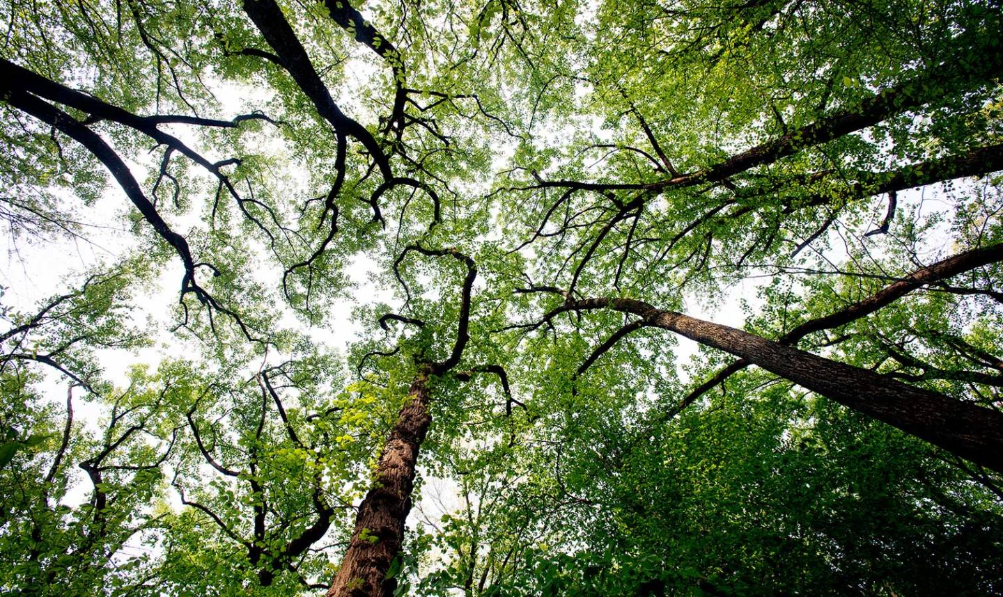 Wide Canopy Tree Types Washington , DC.. City Wide Tree Canopy – The Power of Us